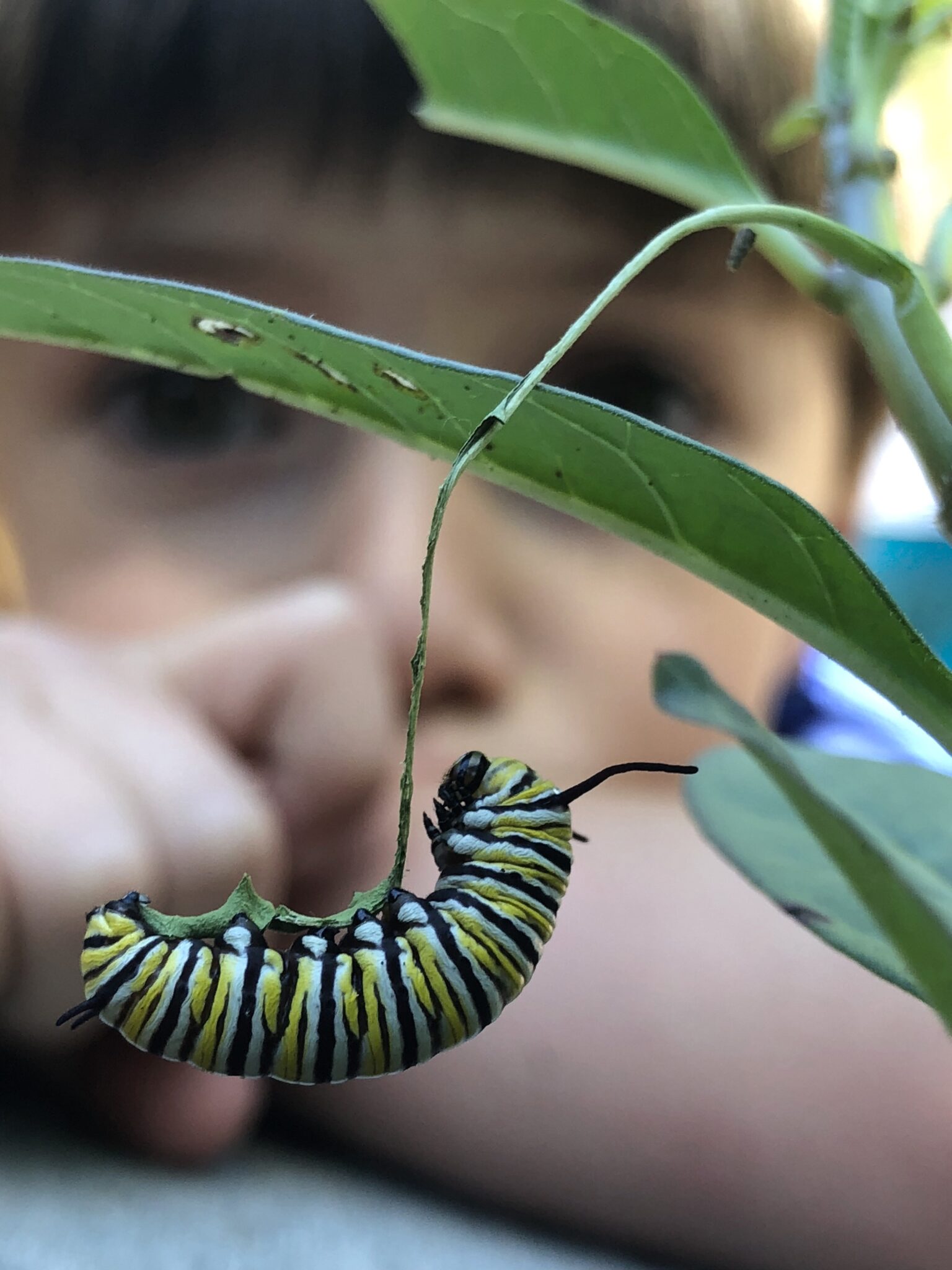 Kid playing with catterpillar- Corner Stone Learning Community