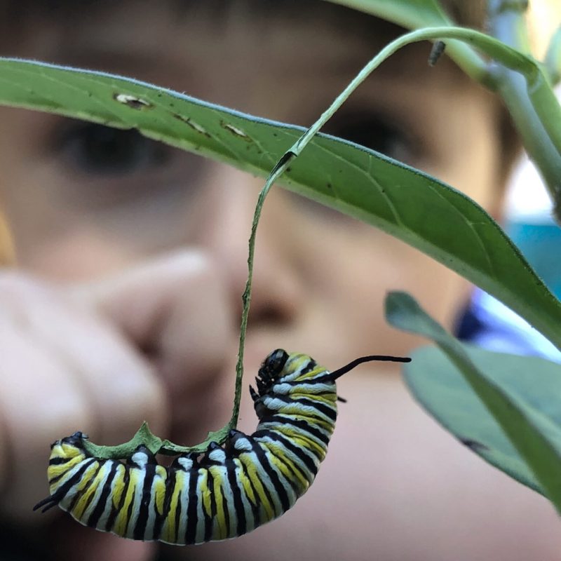 Kid playing with catterpillar- Corner Stone Learning Community